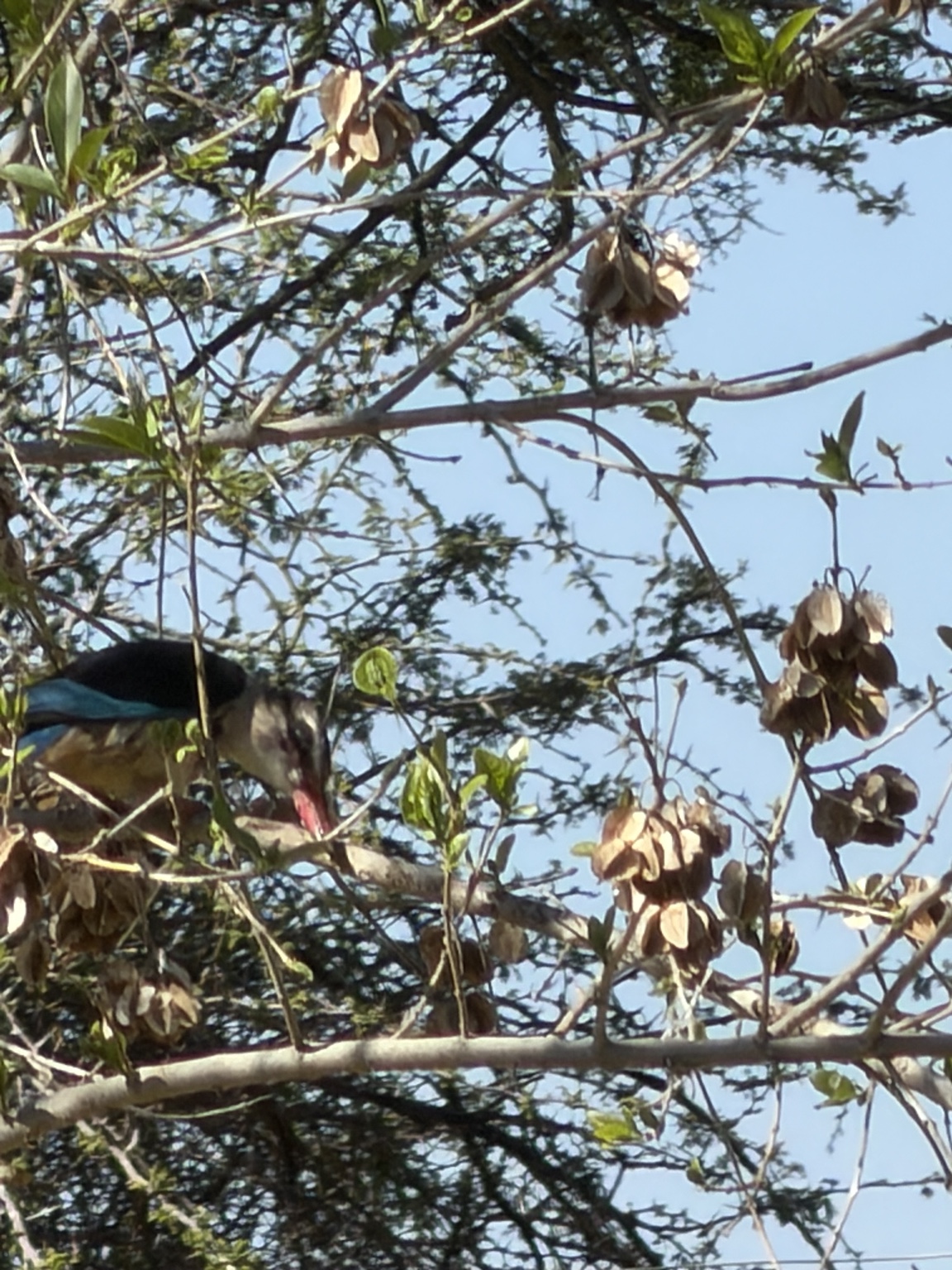 Brown hooded kingfisher perched among seed pods and branches