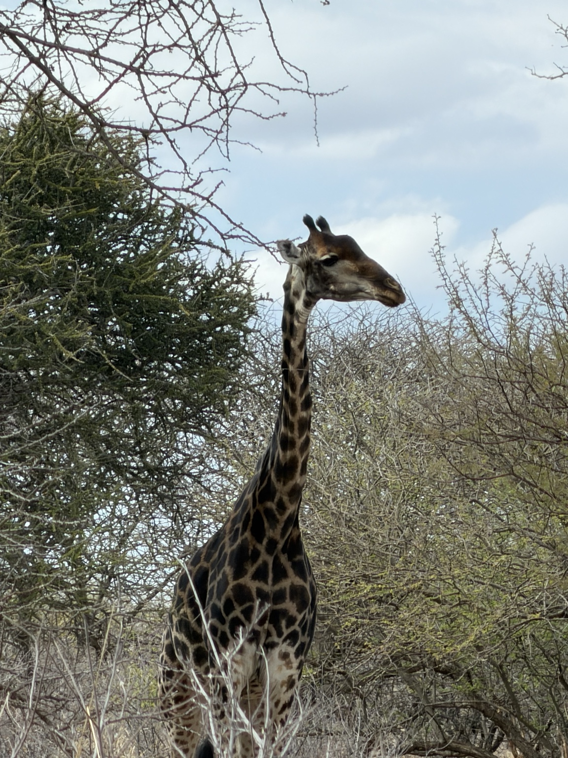 Giraffe standing among thorn trees
