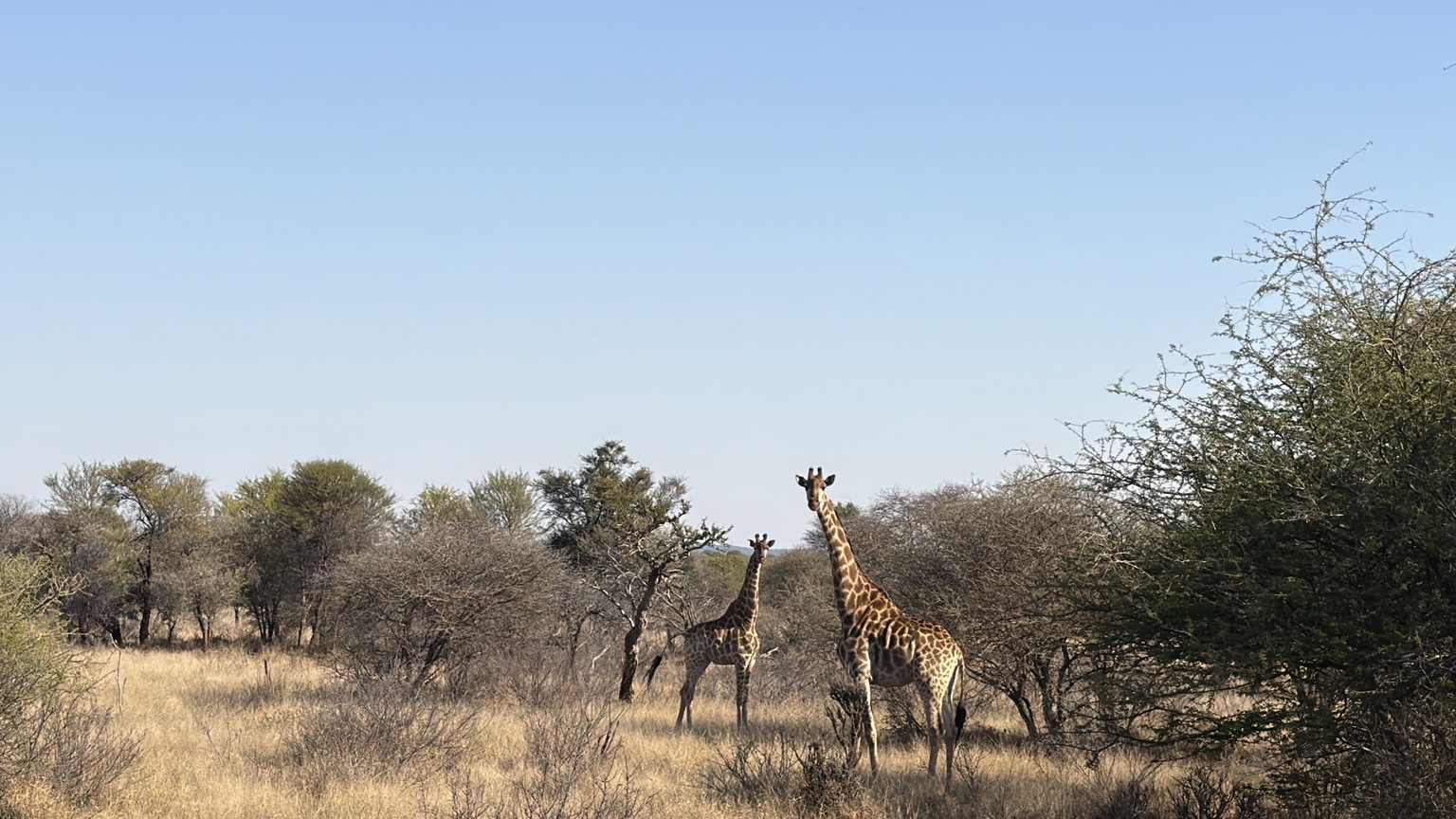 Two giraffes standing in open bushveld