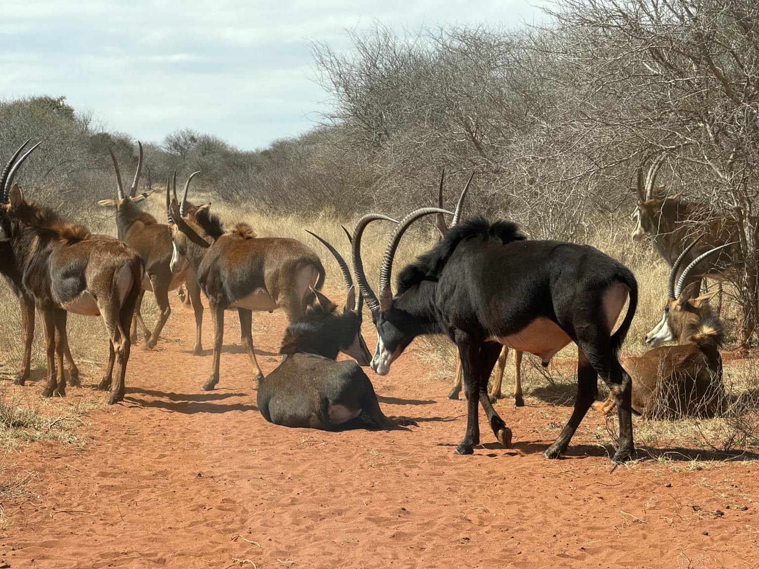 A herd of sable antelope gathered on red earth