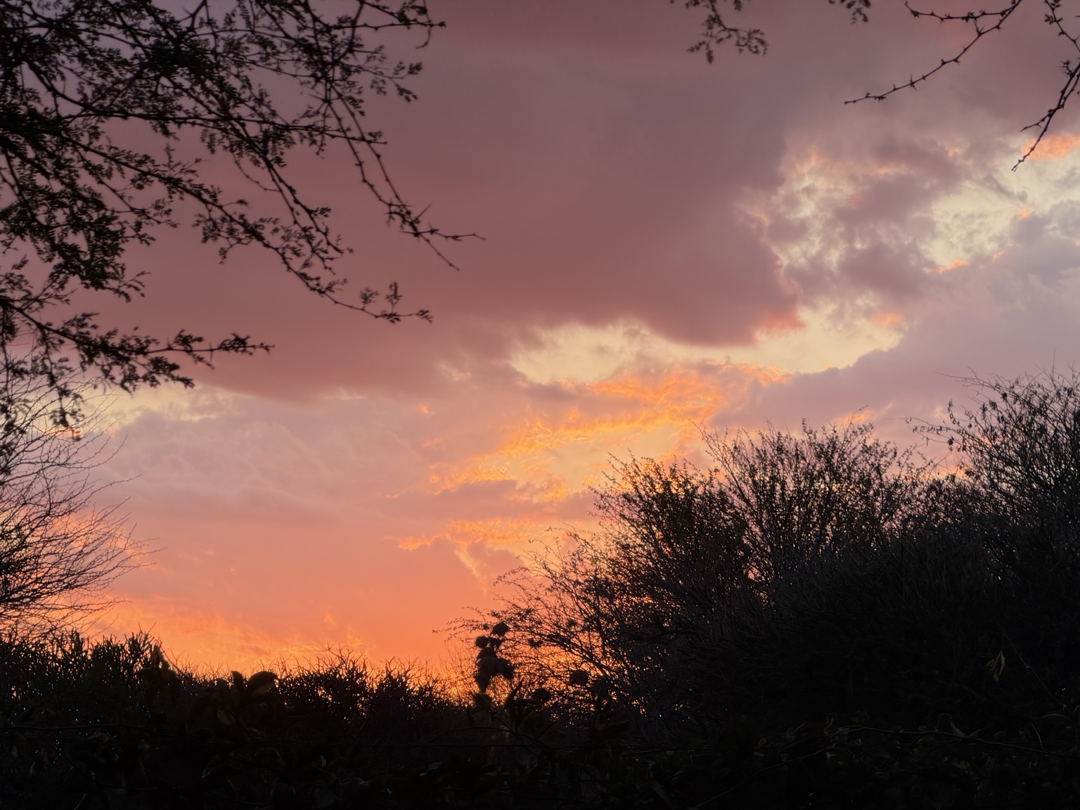 Brilliant pink and orange sunset framed by thorn trees