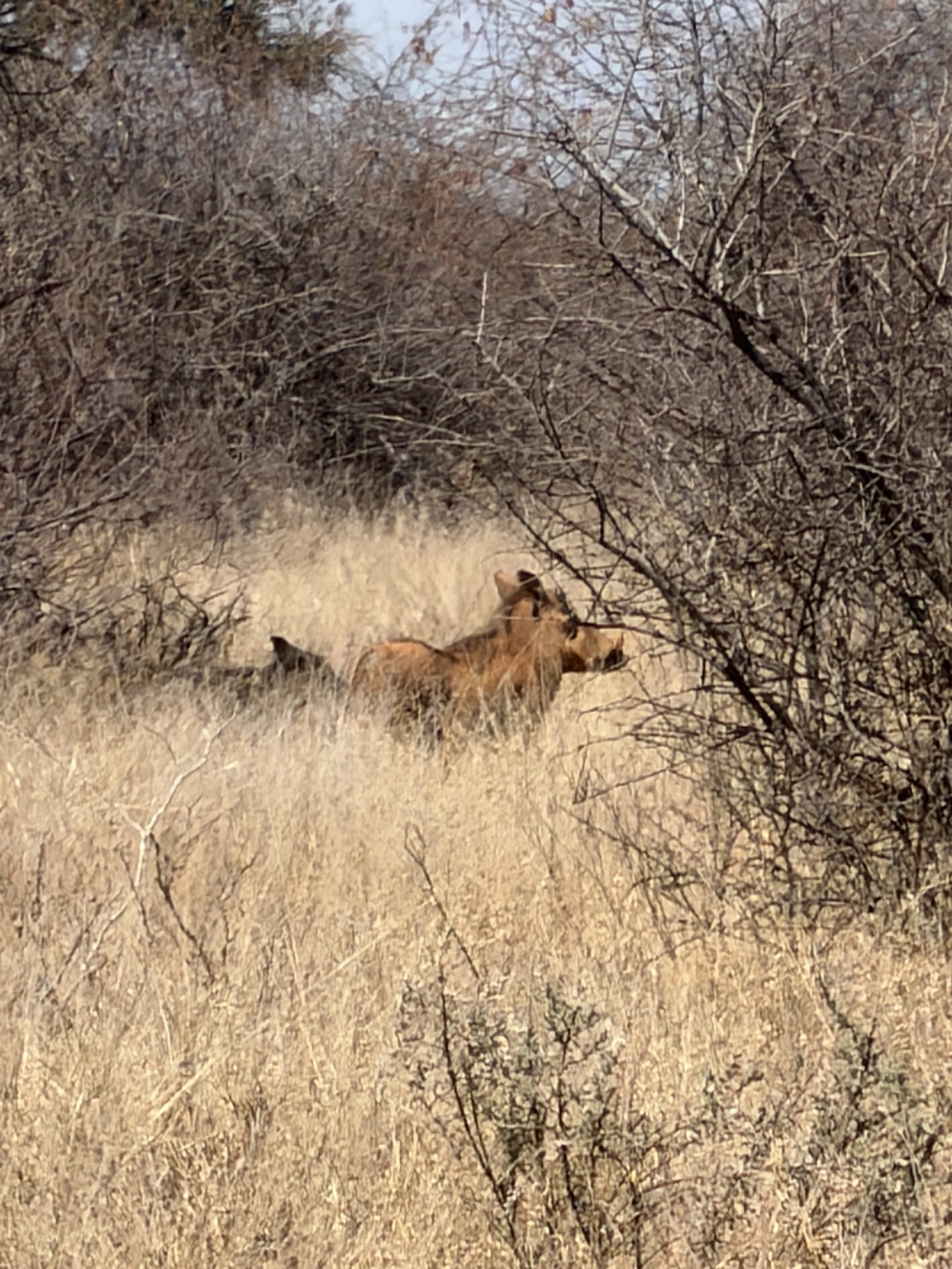 Warthogs moving through tall dry grass and thorn scrub