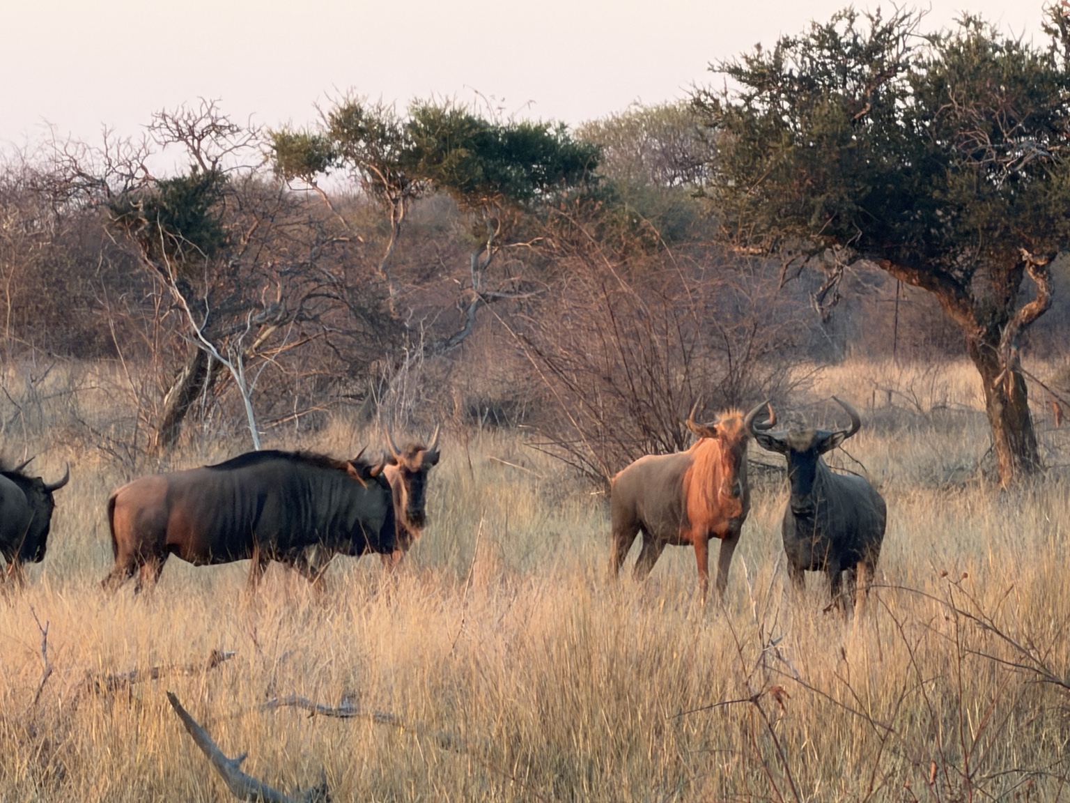 Wildebeest standing in tall dry grass