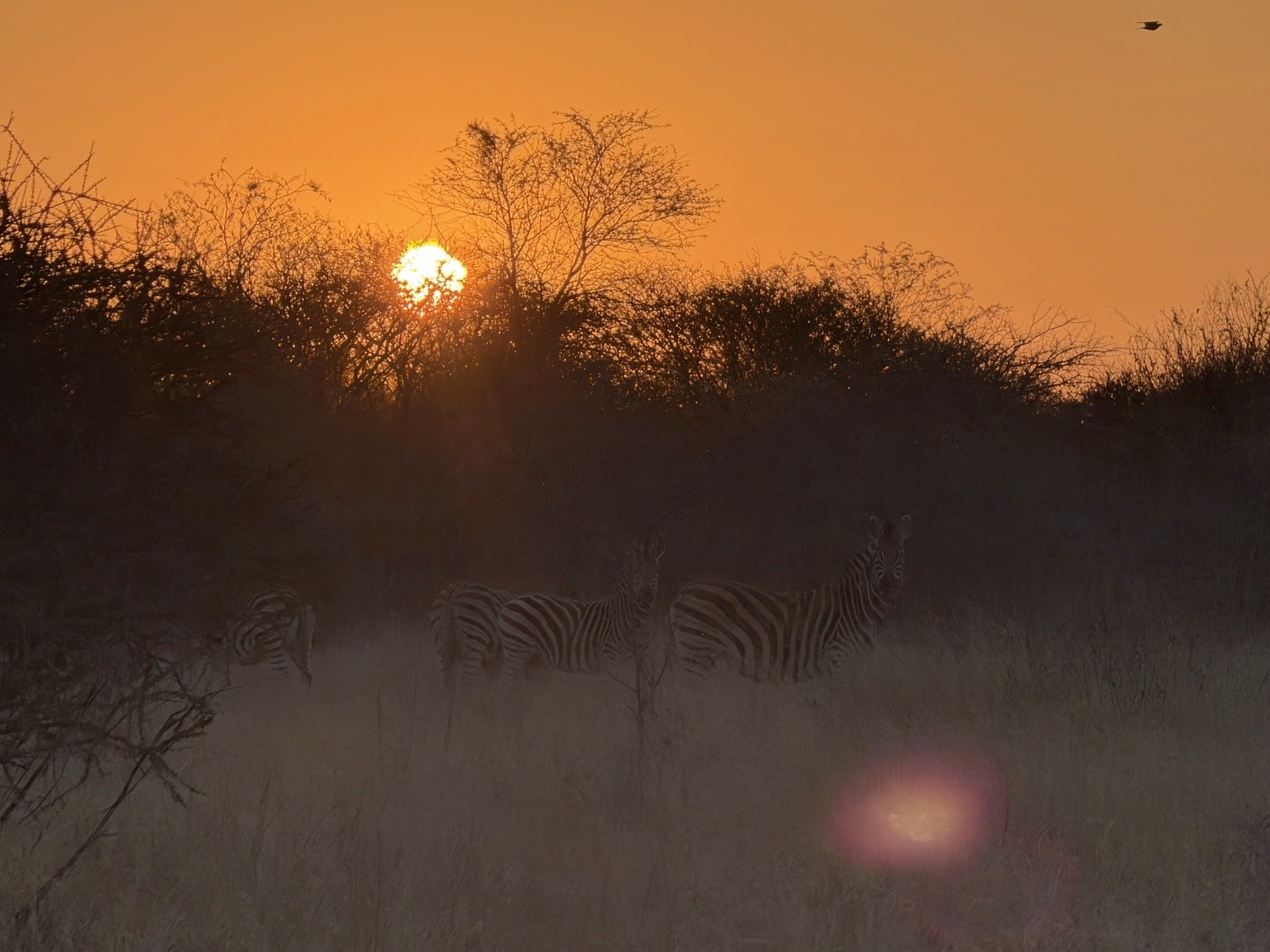 Zebras beneath an orange sunset